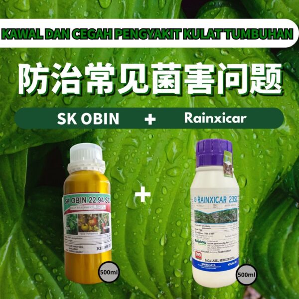 【Reput Daun 烂叶病/Antraknos 炭疽病/Reput Buah 烂果病】