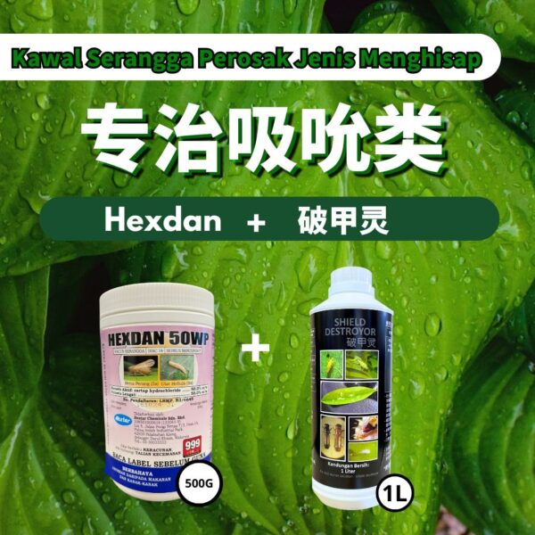 【Bena Hijau青蚊/Lalat Putih白粉蝶】
