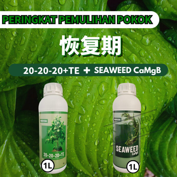 PACKAGE- 20-20-20+TE➕SEAWEED CAMGB
